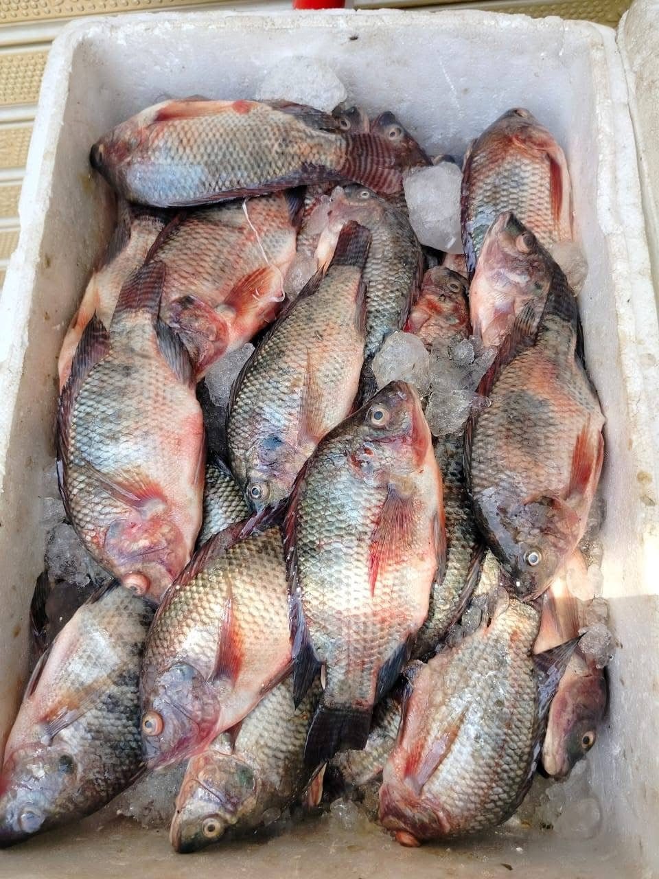 Fresh tilapia catch closeup